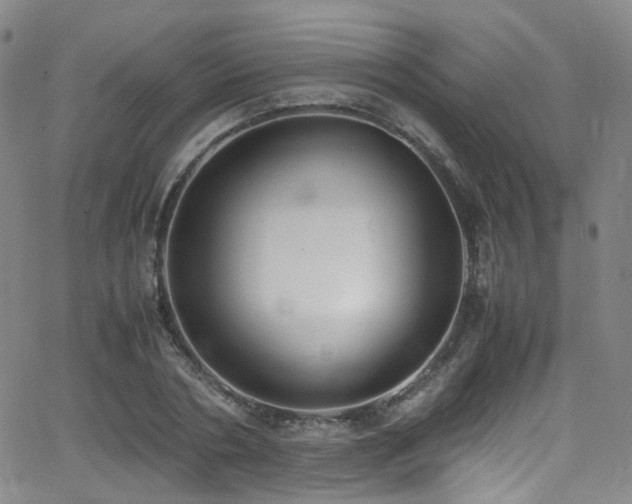 X0000062930786200601131510