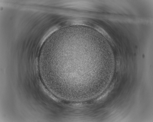 X0000062930798200601131510