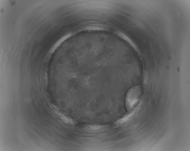 X0000062930829200601131509