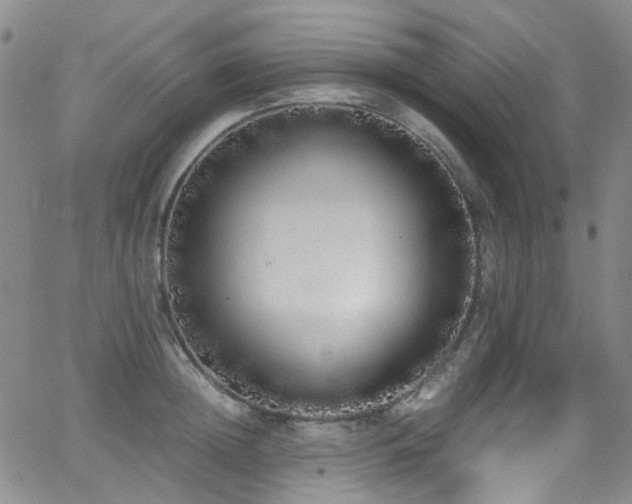 X0000062930852200601131509