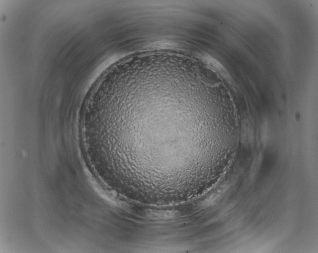 X0000062931039200601131506