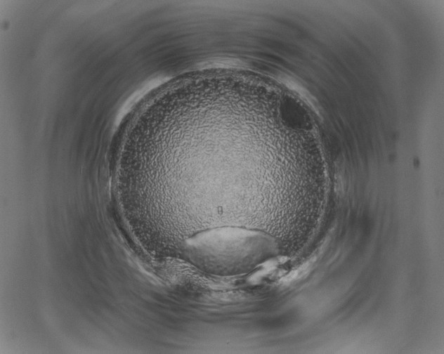 X0000062931117200601131504