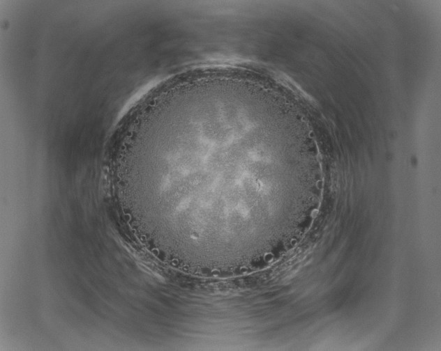 X0000062931208200601131502