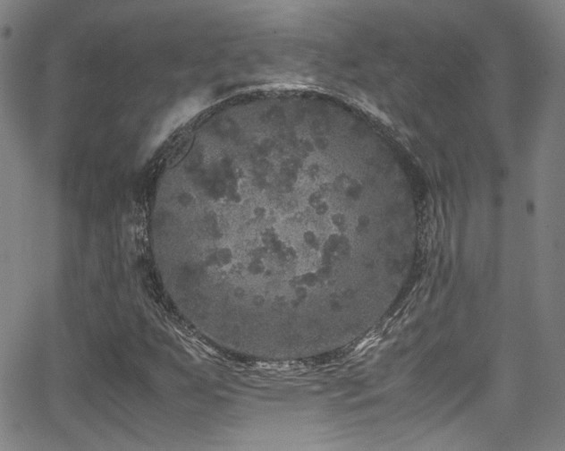 X0000062931255200601131502