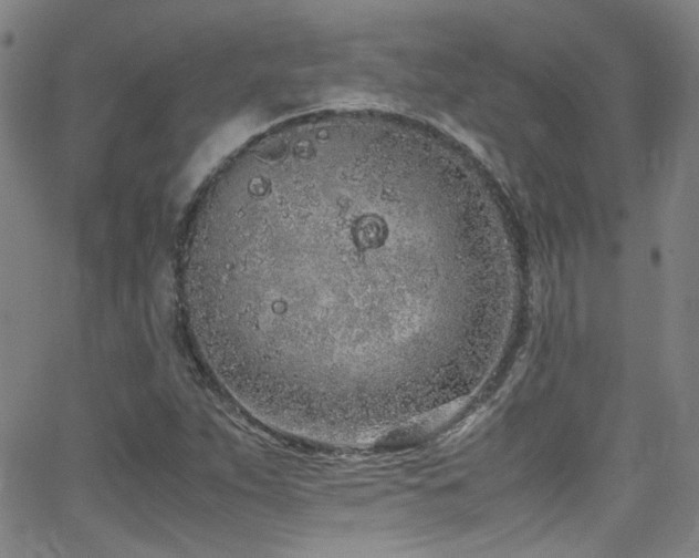 X0000062931263200601131502