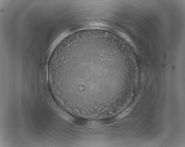 X0000062931275200601131502