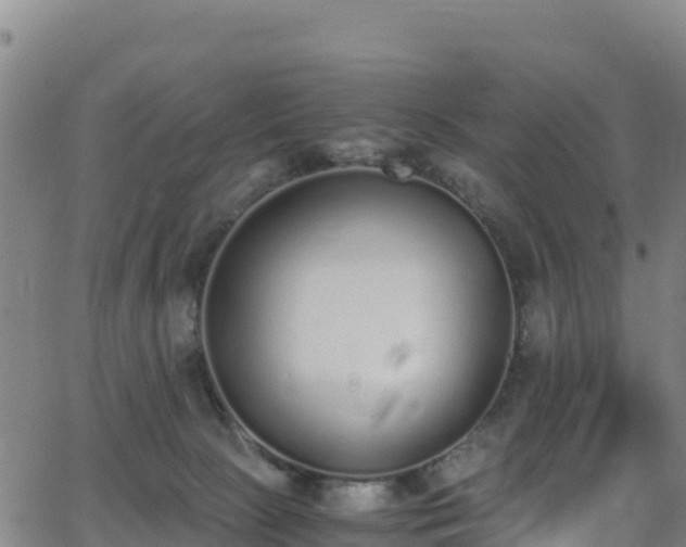 X0000062930081200601181320