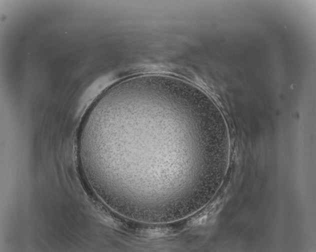 X0000062930103200601181319