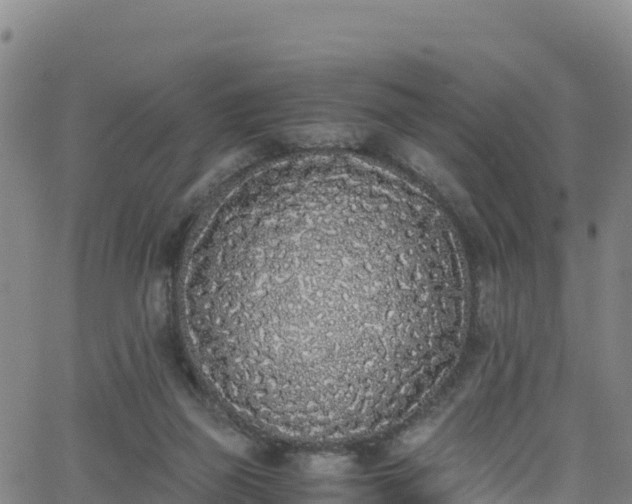 X0000062930165200601181318