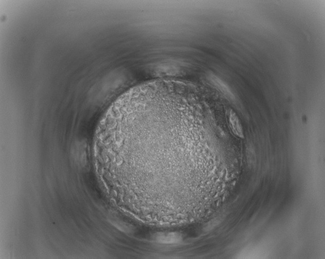 X0000062930169200601181318