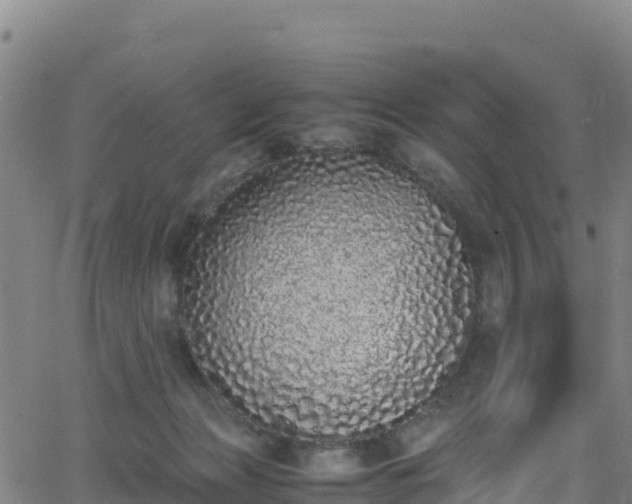 X0000062930173200601181319