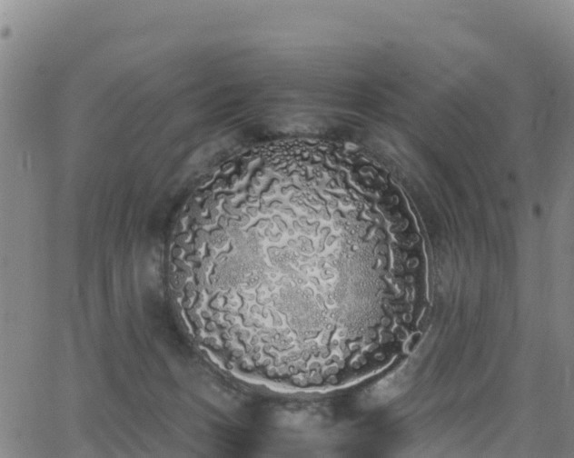 X0000062930175200601181319