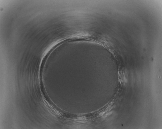 X0000062930196200601181318