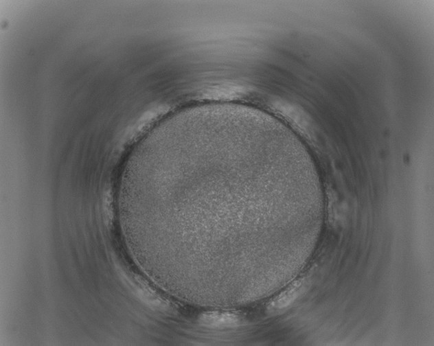 X0000062930354200601181315