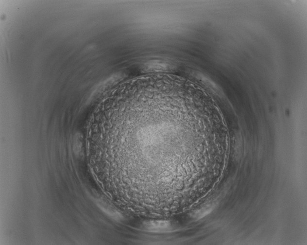 X0000062930361200601181315