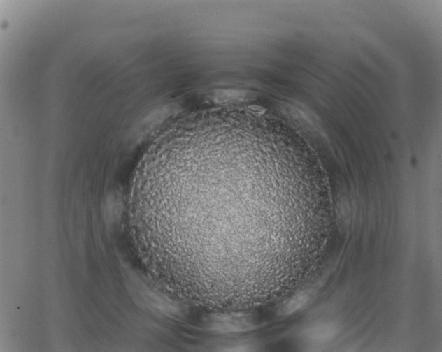 X0000062930367200601181315