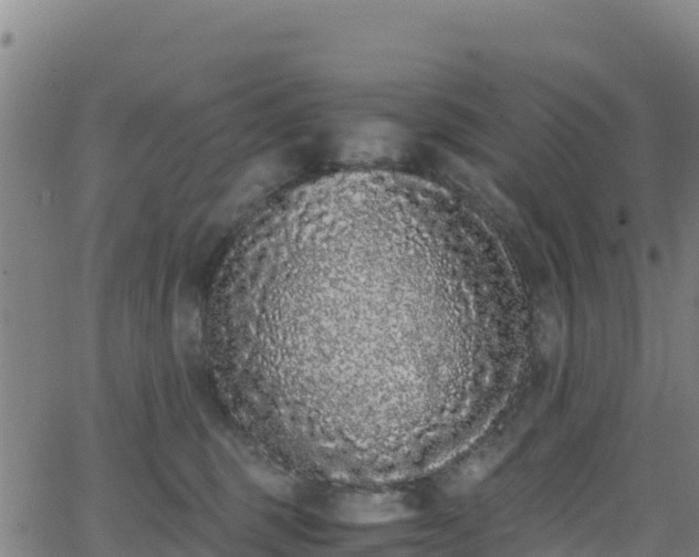 X0000062930375200601181316