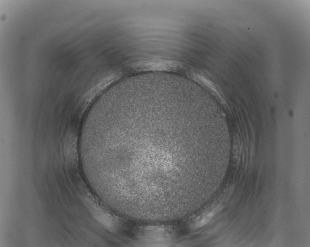 X0000062930394200601181315