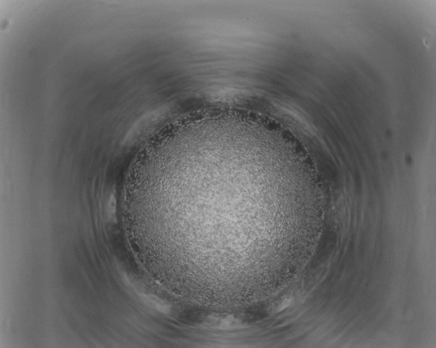 X0000062930502200601181313