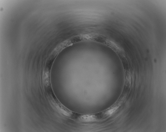 X0000062930526200601181313