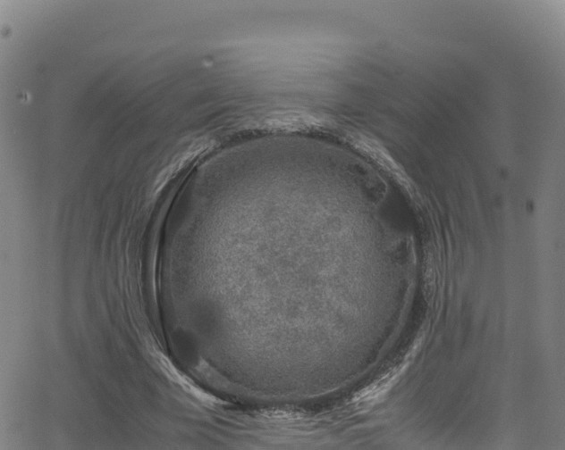 X0000062930585200601181312