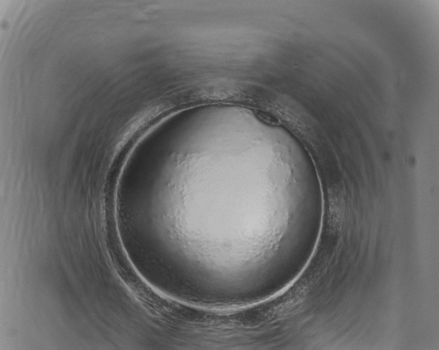 X0000062930626200601181310