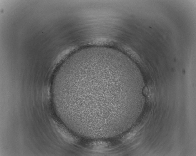 X0000062930636200601181310