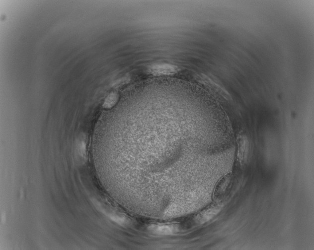 X0000062930655200601181311