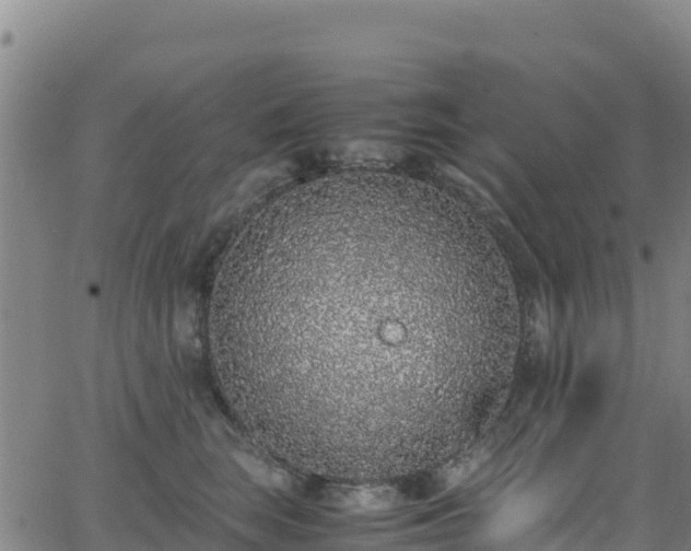 X0000062930663200601181311