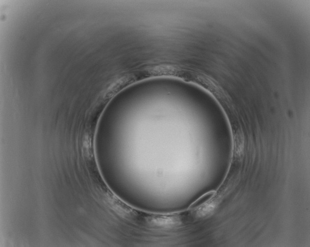 X0000062930669200601181311