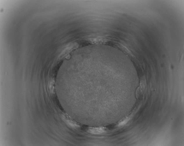 X0000062930671200601181311