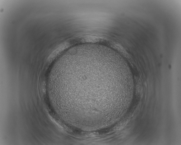 X0000062930683200601181310