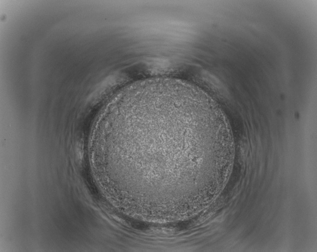 X0000062930691200601181310