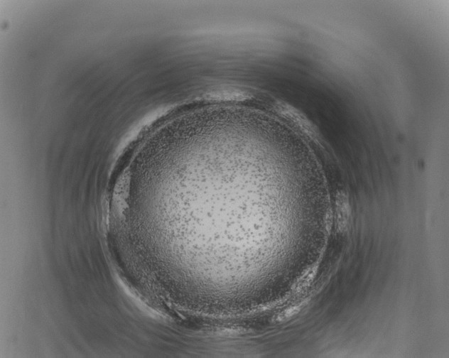 X0000062930726200601181309