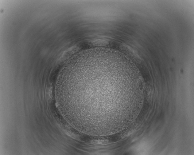 X0000062930745200601181309