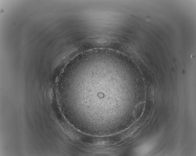 X0000062930746200601181309