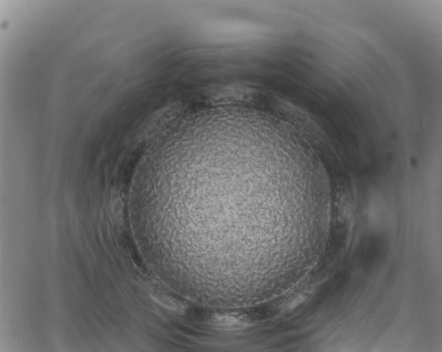 X0000062930753200601181309