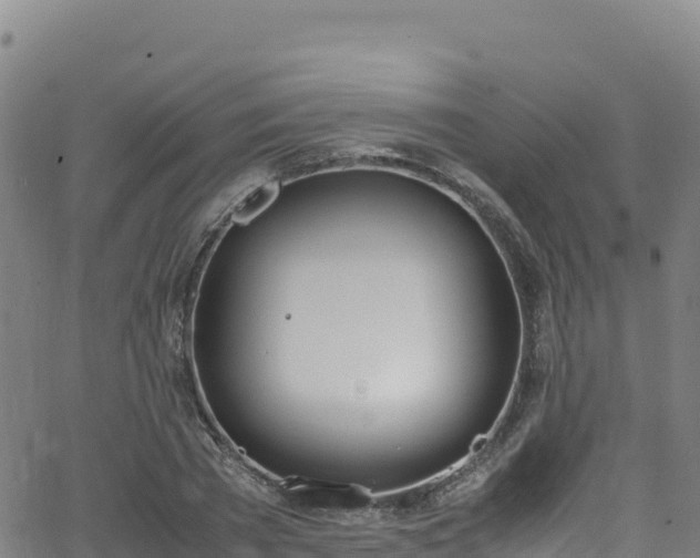 X0000062930785200601181308