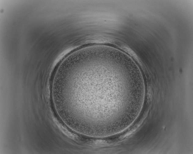 X0000062930787200601181308