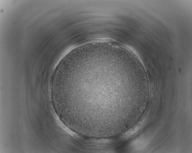 X0000062930851200601181308