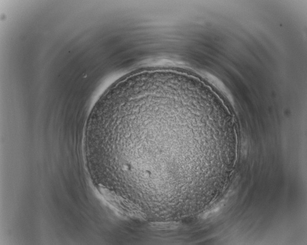 X0000062930863200601181308