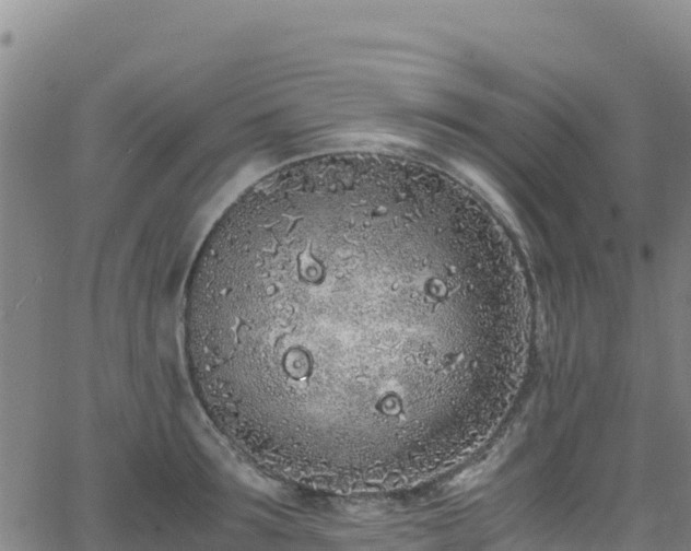 X0000062930899200601181306