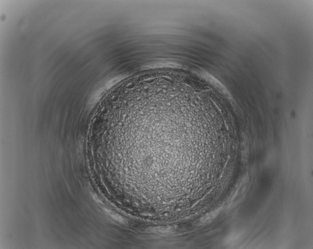 X0000062930937200601181306