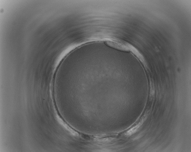 X0000062930958200601181306