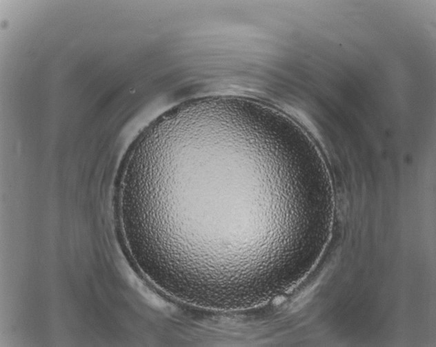 X0000062930995200601181305