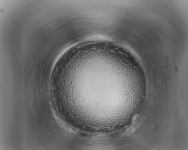 X0000062931008200601181305