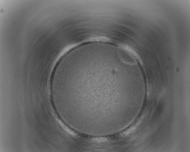 X0000062931037200601181304