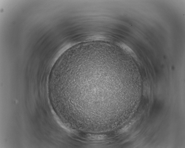 X0000062931039200601181304