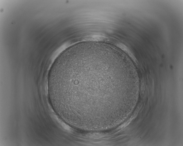 X0000062931083200601181303