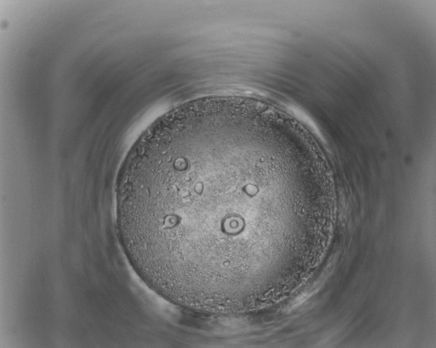 X0000062931095200601181303